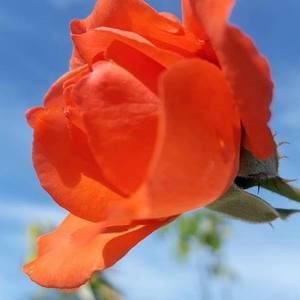 Meet your Posher, Evenecer